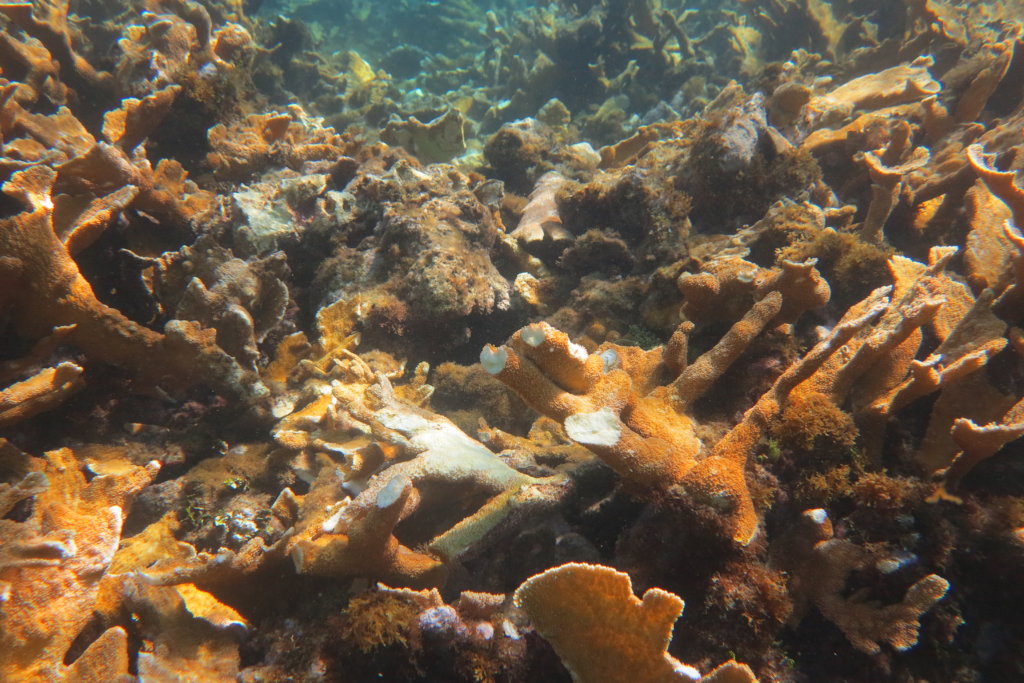 Survey the health of corals & people in San Andres