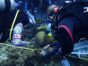 Reef Check EcoDivers monitor coral reef health