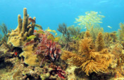 Survey the health of corals & people in San Andres