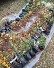 SOME of the trees that the children will plant
