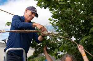 Making arches in the now 12-year-old hazel hedge