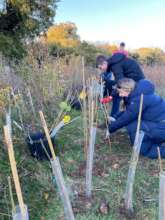 Extending hedgerow planting in Harmony Woods