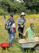 Thinning out ragwort - seasonal maintenance