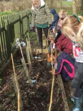 Caring for trees in class for planting in the wood