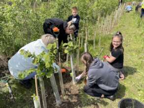 Looking after newly planted hedgerow