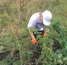 Caring for the trees in the woodland nursery bed