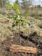 Peace Day Oak 2022