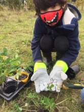 Planting Wildflowers into the Meadow