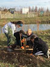 Planting Juniper into the Arboretum