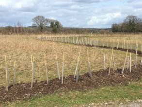 Brilliant new hedgerow