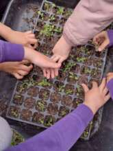 Young hands sow and grow wildflowers for the wood