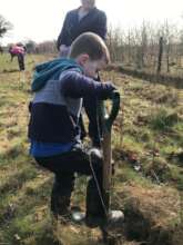 Young volunteer plants a Lime tree