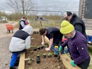 Planting up the new raised bed - spring is coming