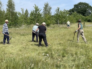 Learning traditional hay-making skills - scything