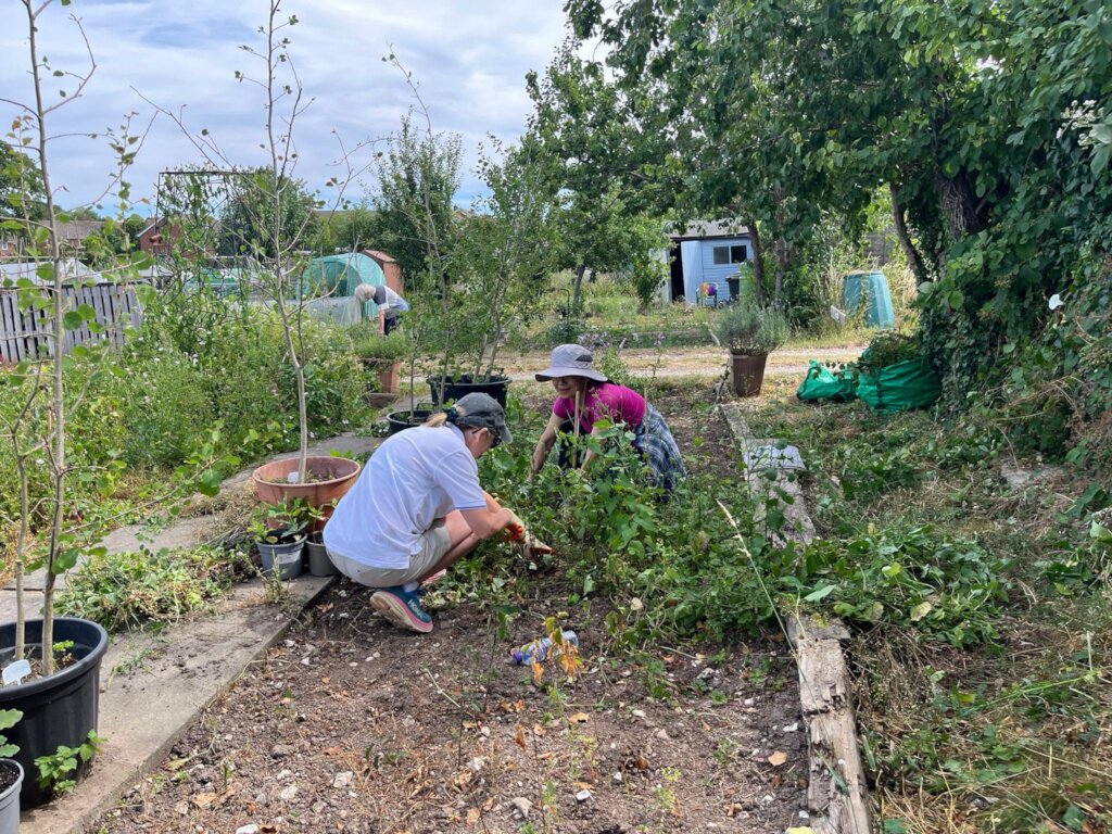 Caring for next season's trees on the allotment
