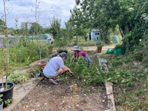 Caring for next season's trees on the allotment