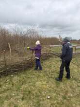 Learning to use cut branches to build a dead hedge