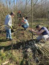 And another new skill - hedgelaying