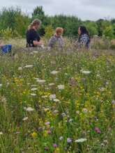 View across wildflowers on the chalk mound - July