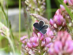 Endangered 'Small Blue' butterfly numbers increase