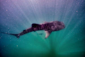 Whale shark of Mozambique