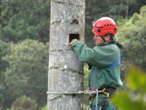 Forest Guard Carlos Mario creating tree cavities