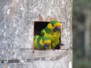 Yellow-eared Parrots