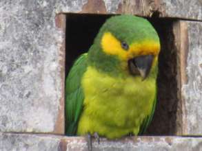 Yellow-eared Parrot