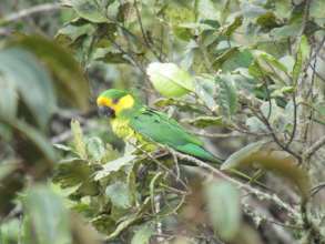 Yellow-eared Parrot