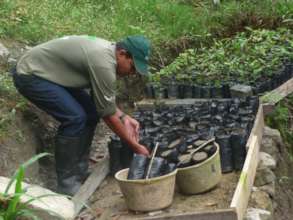 Forest guard growing seedlings in the tree nursery
