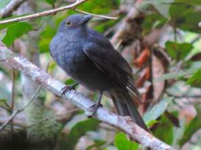 Critically Endangered Chestnut-capped Piha