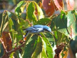 Cerulean Warbler sighted at the reserve