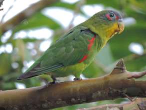 Blue-fronted Parrotlet