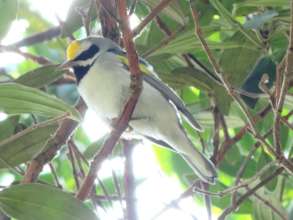 Golden-winged Warbler sighted at the reserve