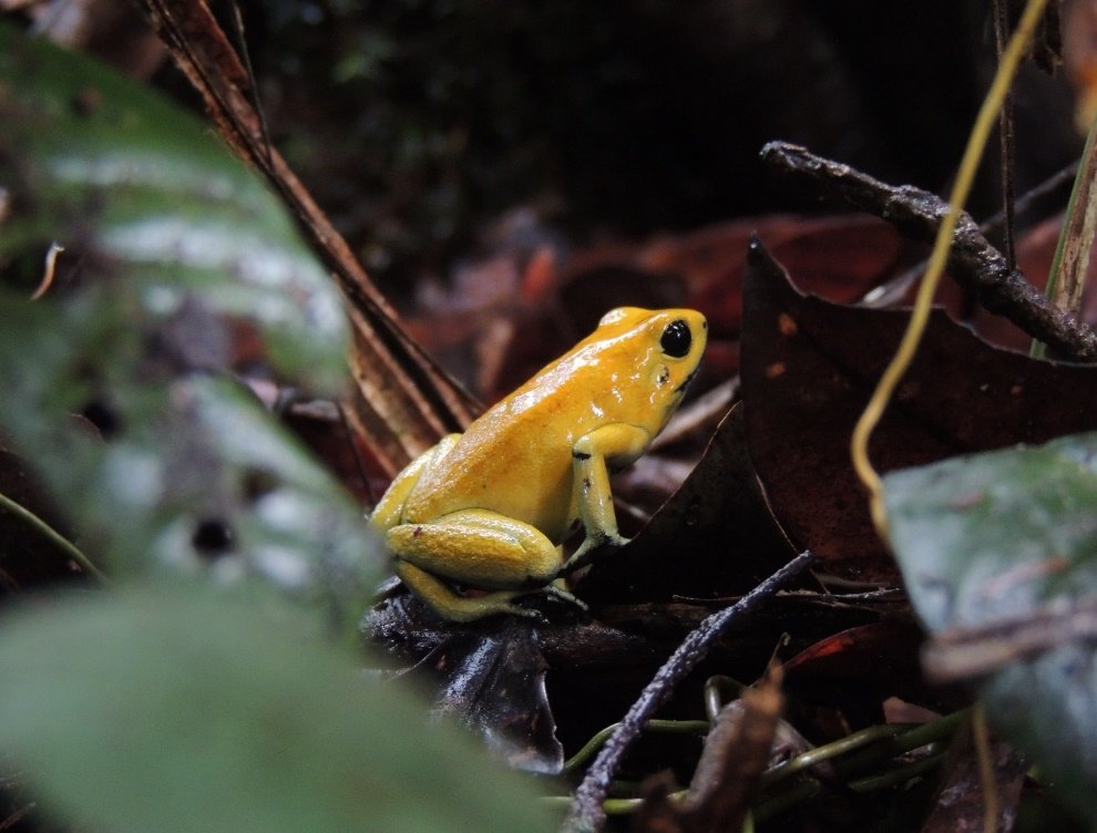 Golden Poison Frog