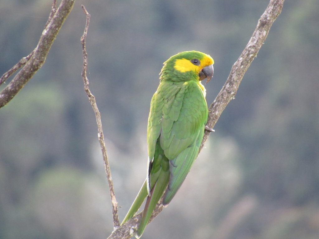 Endangered Yellow-eared Parrot