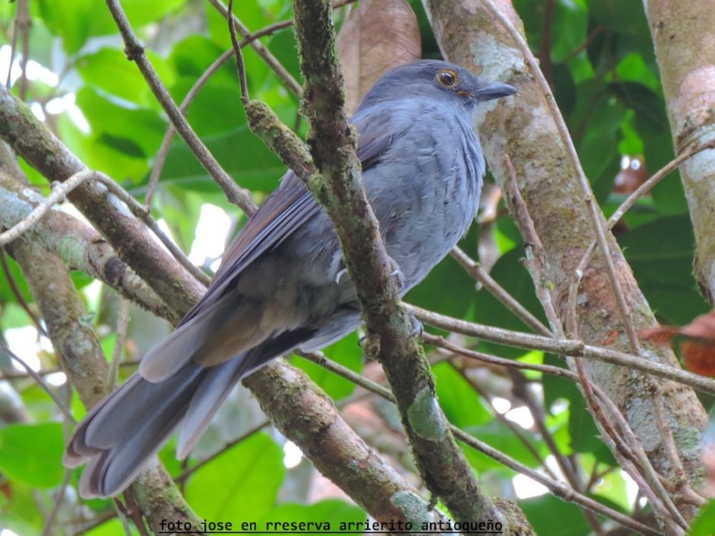 Adopt a Forest Guard & Save Colombia's Wildlife