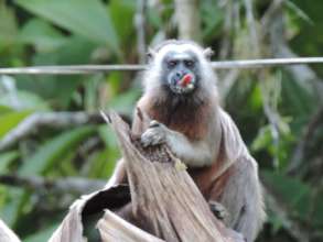 Endangered White-footed Tamarin