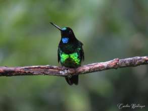Critically Endangered Dusky Starfrontlet