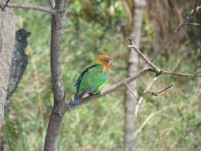 Rusty-faced Parrot