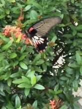Butterfly's join friends at Pre-school