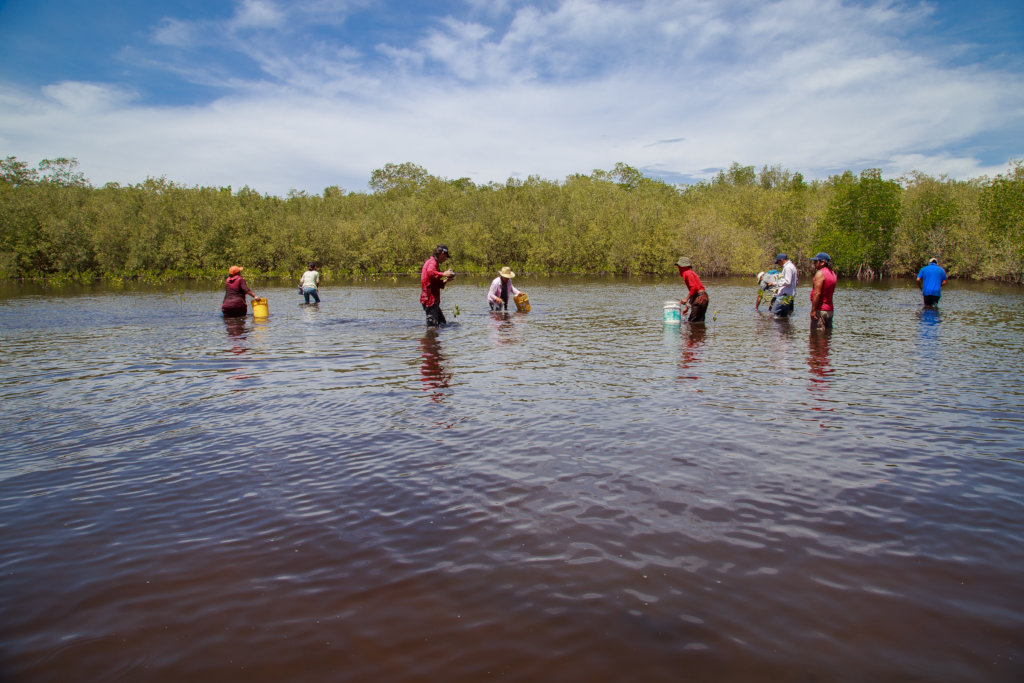Help a community in Mexico plant 50,000 mangroves