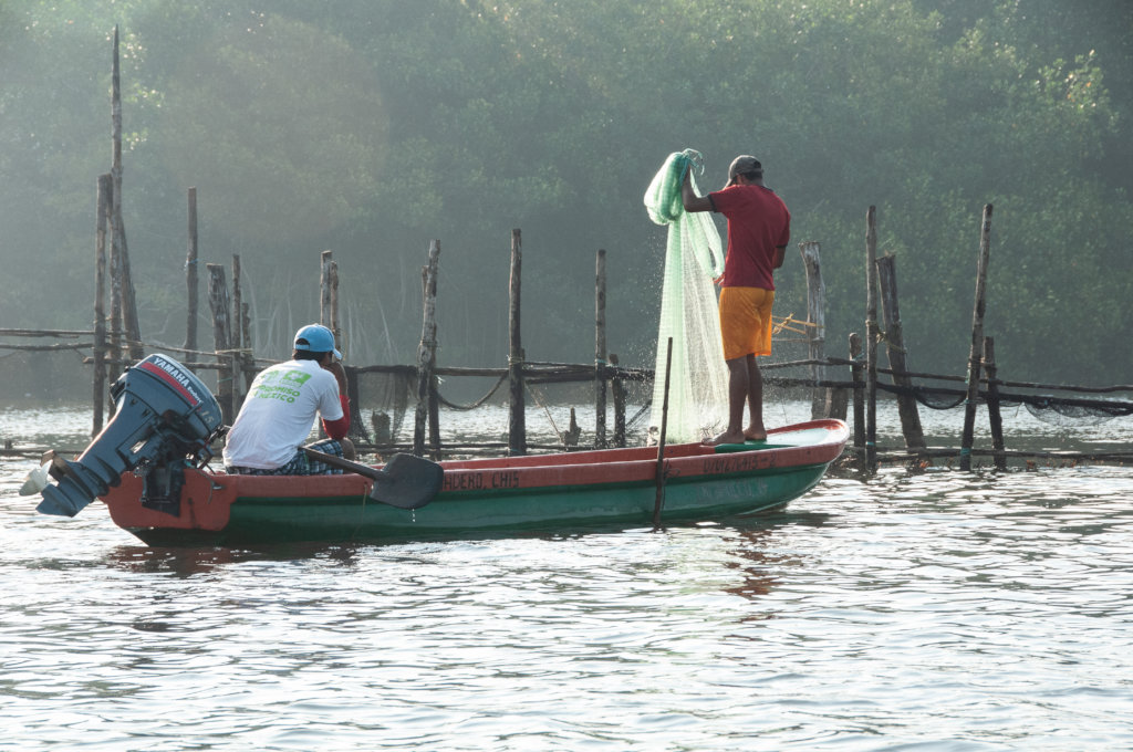Help a community in Mexico plant 50,000 mangroves