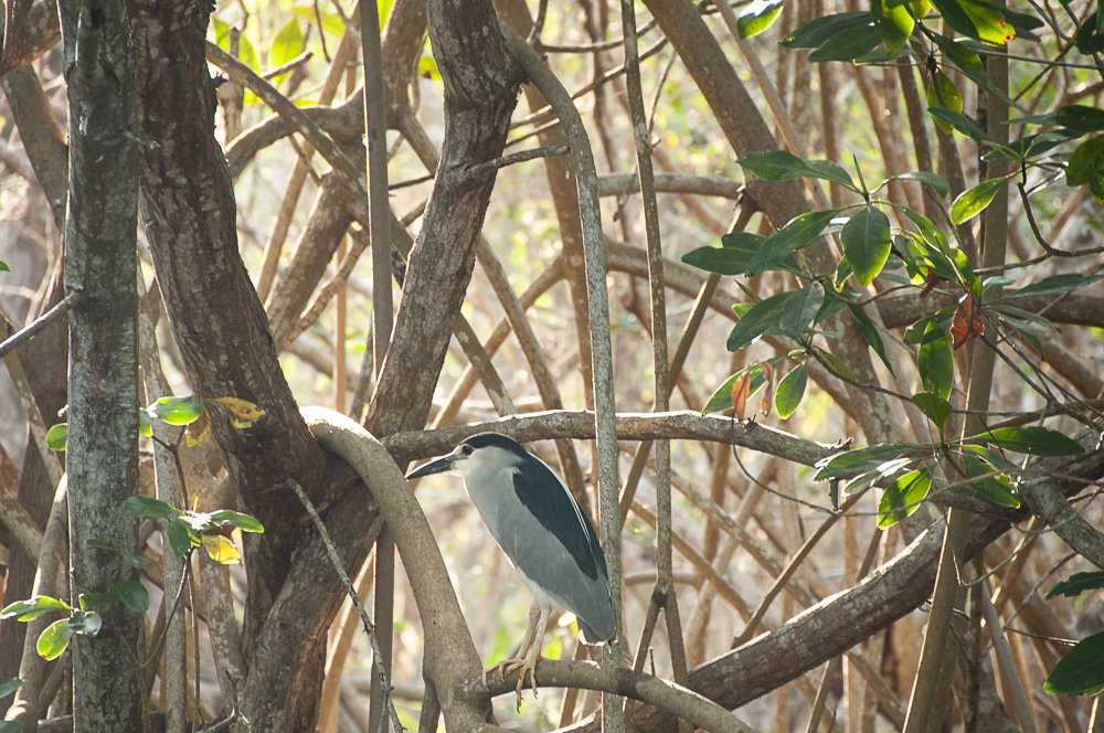 Help a community in Mexico plant 50,000 mangroves