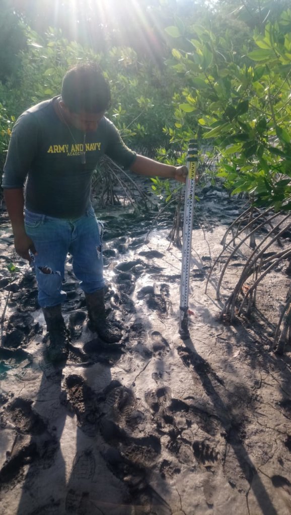Help a community in Mexico plant 50,000 mangroves