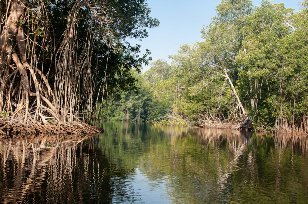 Help a community in Mexico plant 50,000 mangroves