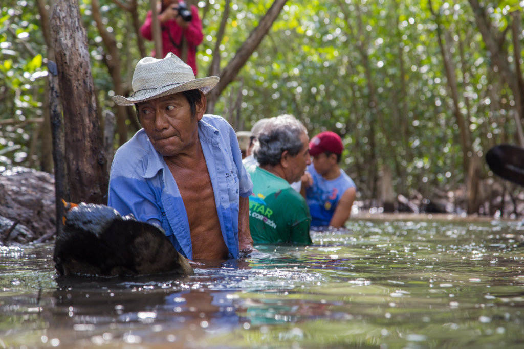 Help a community in Mexico plant 50,000 mangroves