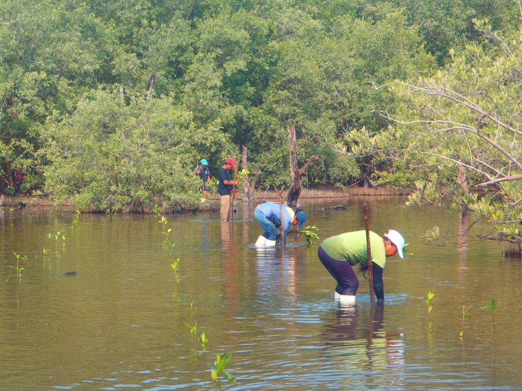 Help a community in Mexico plant 50,000 mangroves