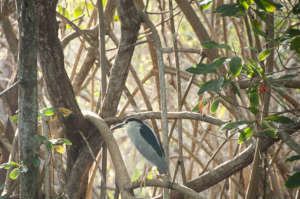 Biodiversity