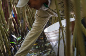 Help a community in Mexico plant 50,000 mangroves